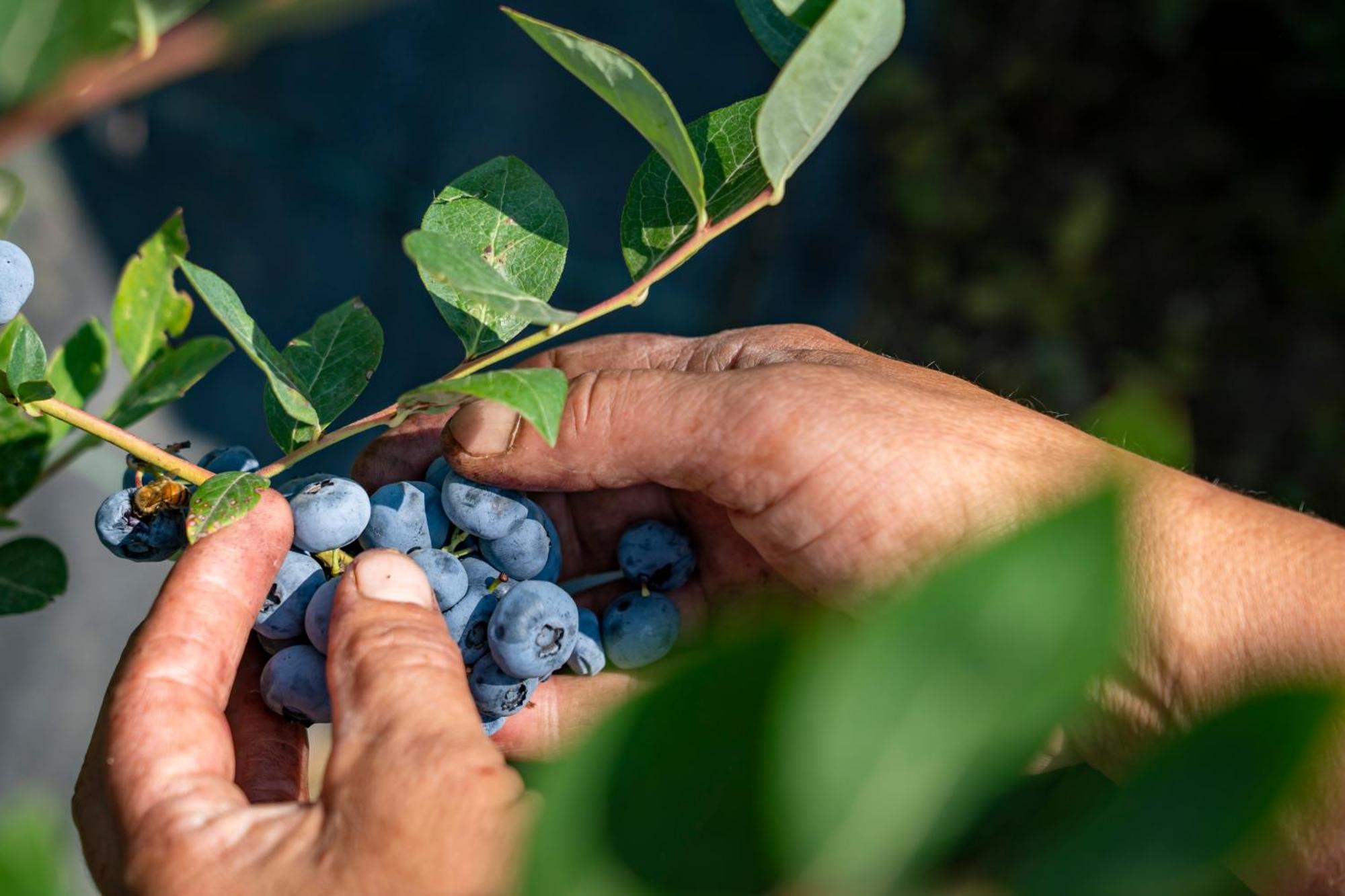 Agriturismo Ca Gianin Vervio المظهر الخارجي الصورة